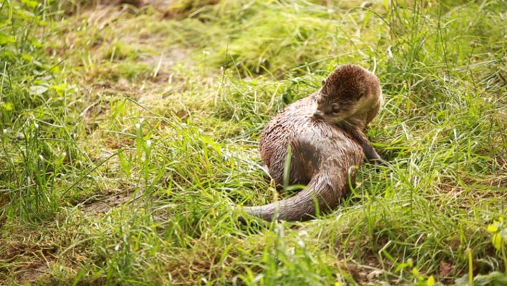 Otten Bauelemente News Otter Gehege Einweihung 1.Jpg